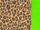 Animal print com verde limão - ANCVDE